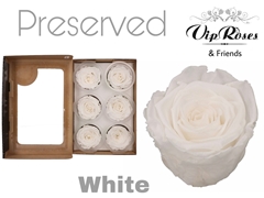 R Preserved White