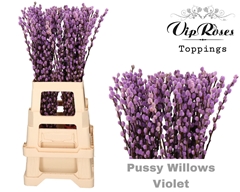 Salix Pussy Willow Violet