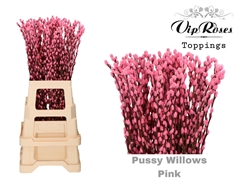 Salix Pussy Willow Pink