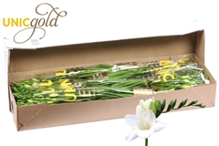 Fr En Avenue 52cm 20gram 23