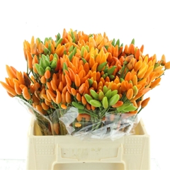 Cap Orange Fire 40cm
