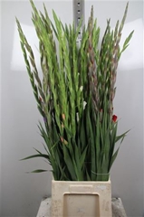 Glad Gr Gem In Fust 110cm