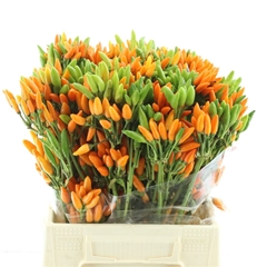 Cap Orange Fire 45cm