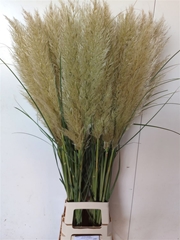 Corta Se Evita 120cm