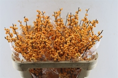 Ilex Golden Verboom 70cm