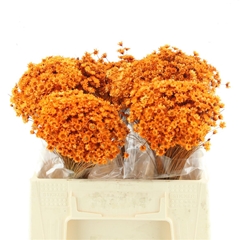 Droogbl Bewerkt H% 50cm 50gram