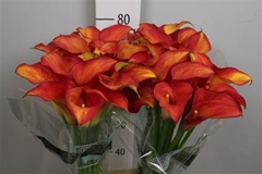 Zant Captain Trinity 80cm