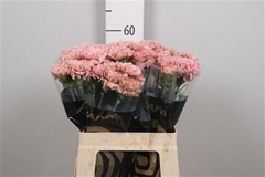 Di St Lege 60cm 23