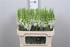 Antir Opus White 75cm