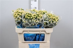 Hyp Coco Gelato 70cm