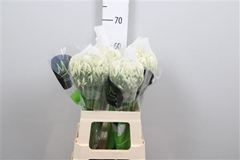 Agap Gletsjer 60cm