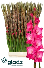Glad Gr Fairyta Pink