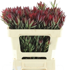 Leucad C Blush Pearl 50cm