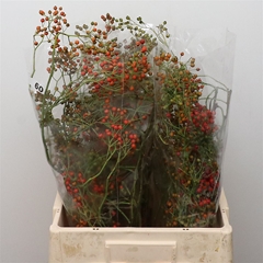 Rosa Corallo 60cm