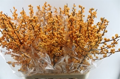 Ilex Golden Verboom 90cm
