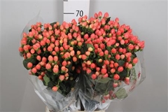 Hyp Mag Roy Princess 70cm