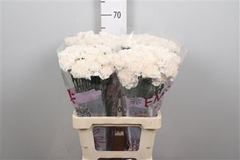 Di St Moon Golem 65cm 23