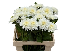 Dahl Dec White Cap