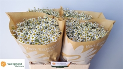 Tana Pa Cameron Egm