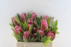 Protea Lancelot 30cm