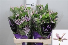 Clem Amazing Miami 60cm 23 4