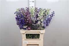 Delph Du Mixed 80cm 34