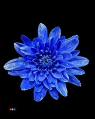 Chr T Baltica Blue + Satin