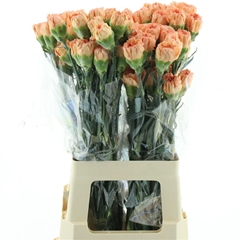 Di St Hermes Orange 70cm 24