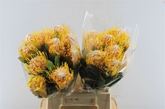 Leuco Nut Veldfire 40cm