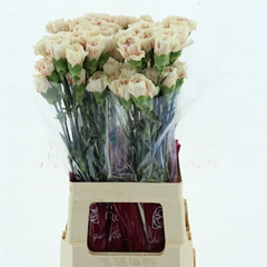 Di St Apple Tea 70cm 23