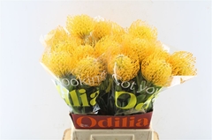 Leuco Jelena 50cm
