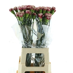Di St Merlet Cherry 70cm 23