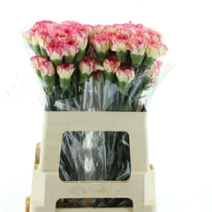 Di St Spritz 55cm 23