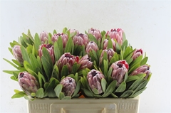Protea Pink Ice 50cm