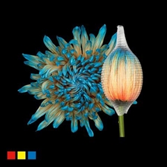 Chr G Stravina Blue Bay