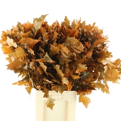 Querc Rubra Klb 21% 80cm