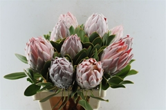 Protea Cynaroides 60cm
