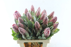 Protea Ov Per Piece 60cm
