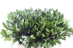 Ruscus Hypophyllum 60cm