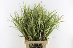 Grevi Asplenifolia 80cm