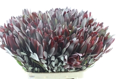 Leucad Safari Sunset 80cm
