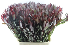 Leucad Safari Sunset 90cm