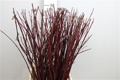 Cornus Alba Sibirica 90cm