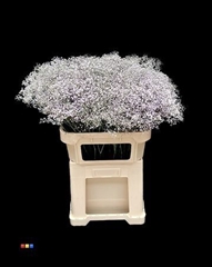 Gyps Million Star Light Milka