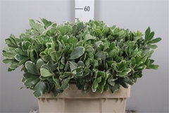 Pittosporum Ilan 55cm