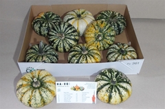 Cucurbita P-ke Mon