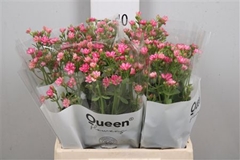 Kal Shock Pi Meadow 40cm