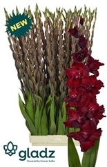 Glad Gr Sangria 125cm 180gram
