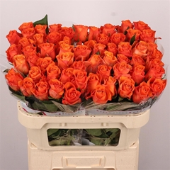 R Gr Orange Wave