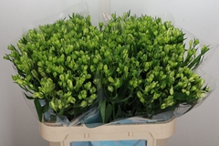 Alst Fl White Pearls